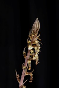 Cyclopogon elatus Huntington's Firework CHM/AOS 82 pts. Inflorescence
